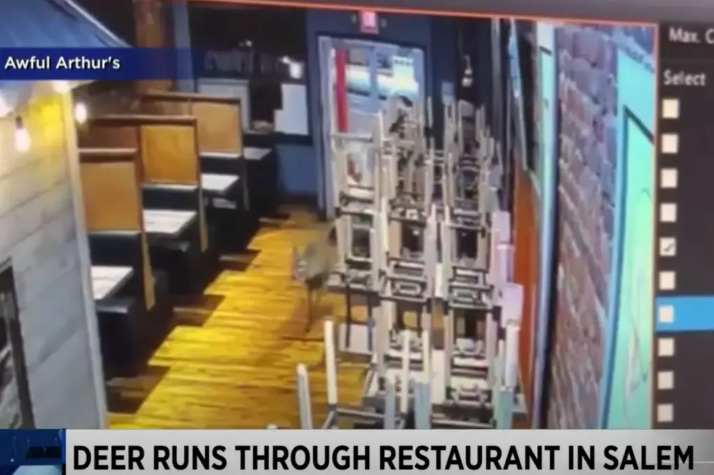 Βίντεο: Ελάφι εισέβαλε σε εστιατόριο – Άφωνοι οι πελάτες