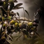 Ξάνθη: Μπήκε σε ελαιώνα και έκλεψε 620 κιλά ελιές – Με τσιπάκι στην Κρήτη