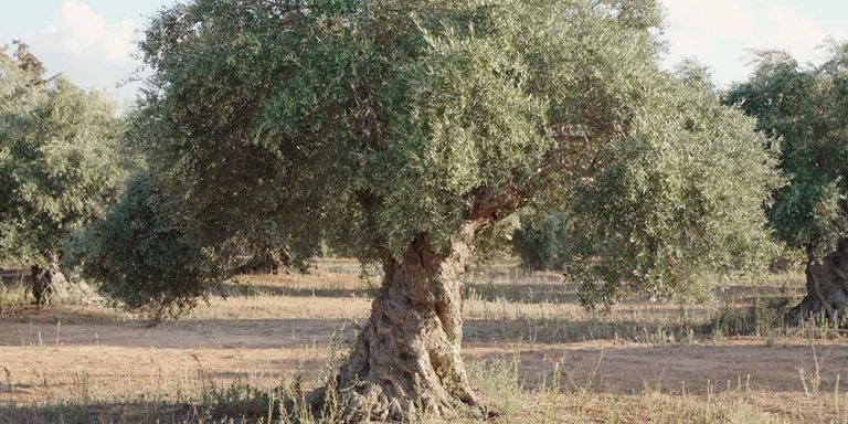 Μυτιλήνη – Ελαιόλαδο: Μικρή παραγωγή, καλή ποιότητα και με την τιμή στα…ύψη