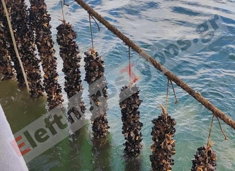 Μύδια Πιερίας: Ο ελληνικός διατροφικός θησαυρός που έγινε success story και ταξιδεύει σε ολόκληρο τον κόσμο