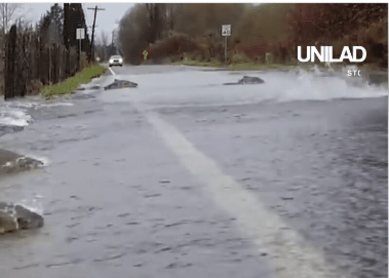 H στιγμή που οι σολομοί περνούν τους δρόμους του Σιάτλ- Δείτε το βίντεο