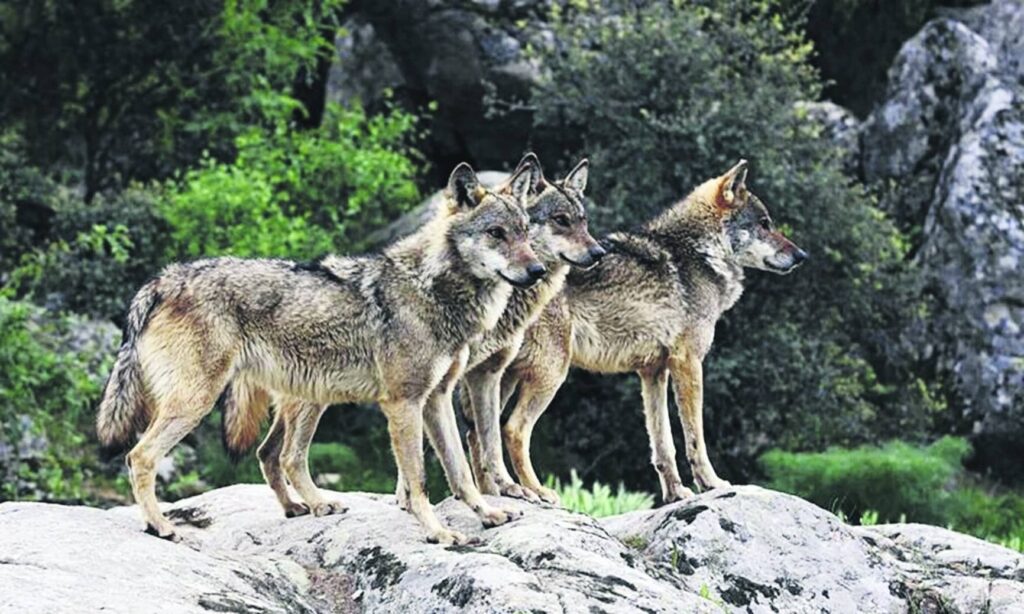 Σέρρες: Λύκοι μπαίνουν σε χωριά και αστικές περιοχές