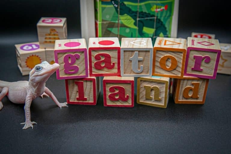 Φλόριντα: Σπάνιος λευκός αλιγάτορας πάσχει από λευκισμότο – To πάρκο ερπετών ζητά τη βοήθεια του κοινού για τη «βάπτισή» του [βίντεο]