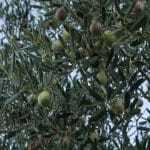 Καλαμπάκα: Άγνωστοι έκλεψαν 400 κιλά ελιές από χωράφι – Άναυδος ο αγρότης