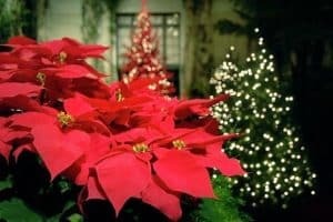 αλεξανδρινό