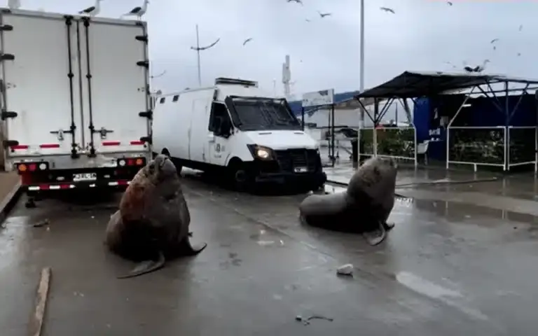 Θαλάσσια λιοντάρια και γλάροι σε διαμαρτυρία ψαράδων [Βίντεο]