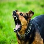 Θεσσαλονίκη: Σκύλος επιτέθηκε και τραυμάτισε 5χρονο κορίτσι στη Νικόπολη