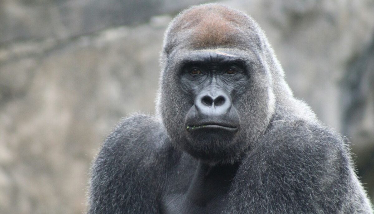 γορίλας