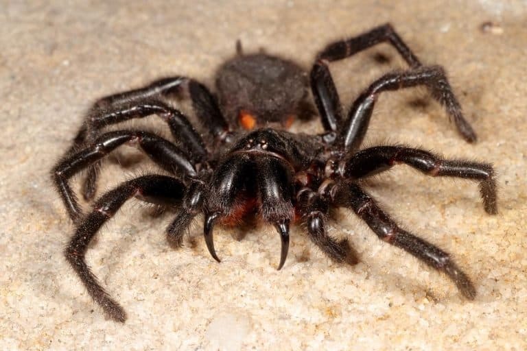 Ηλεία: Σε κρίσιμη κατάσταση 48χρονος μετά από δάγκωμα αράχνης