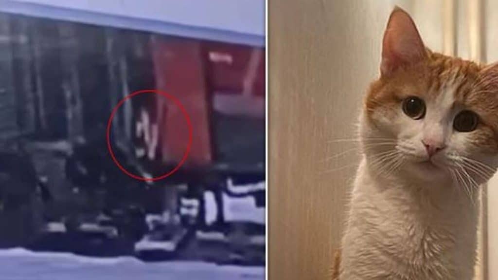 Οργή στη Ρωσία για ελεγκτή που πέταξε γάτα από τρένο στους -30 βαθμούς Κελσίου [Βίντεο]
