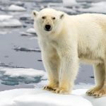 πολικές αρκούδες