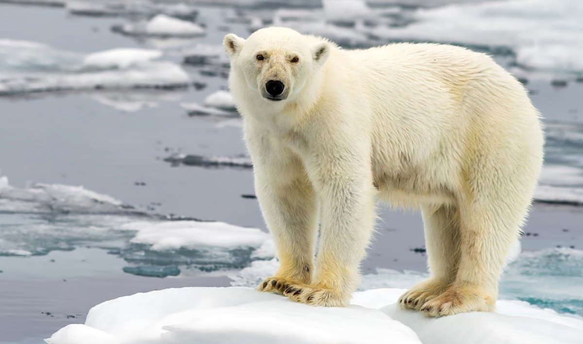 πολικές αρκούδες