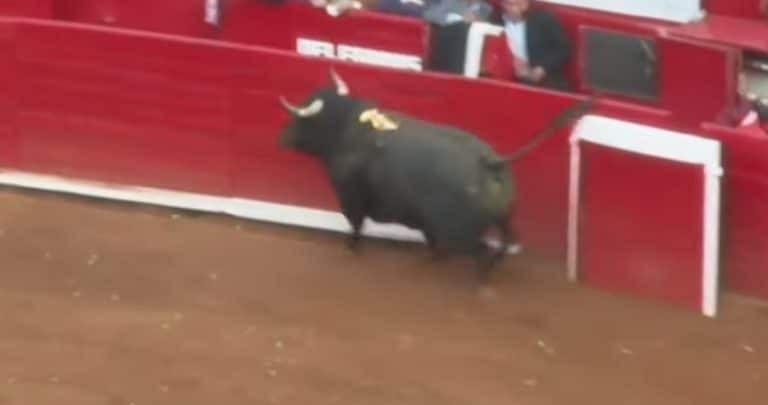 ταυρομαχίες