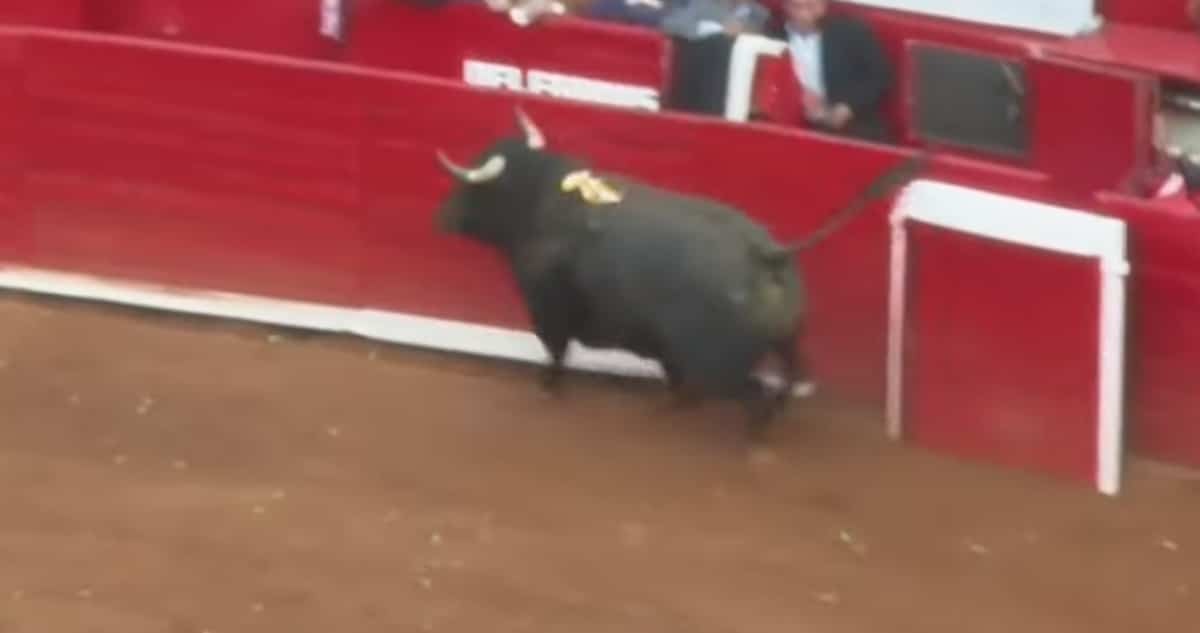 ταυρομαχίες