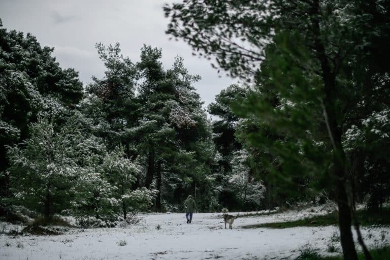 Χιόνια στην Αττική: Διεκόπη η κυκλοφορία στη Λεωφόρο Φυλής – Σε ποιο τμήμα δεν επιτρέπεται η διέλευση οχημάτων