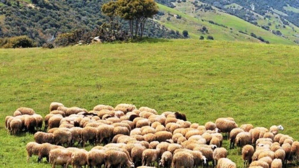 Κραυγή αγωνίας από κτηνοτρόφους: «Έρχονται αυξήσεις 60%» [Βίντεο]