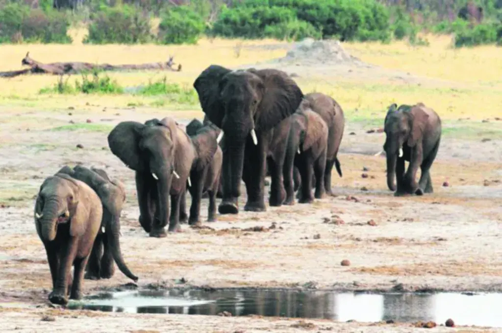 ΟΗΕ: Προς εξαφάνιση 1 στα 5 αποδημητικά είδη στη γη