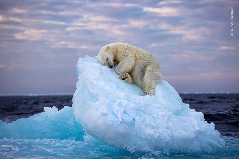 Μια «ωραία κοιμωμένη» κέρδισε το βραβείο Wildlife Photographer of the Year