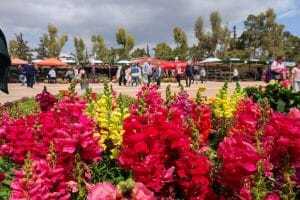 Ο λόγος που η αργία για την Πρωτομαγιά 2024 μεταφέρθηκε άλλη μέρα-Αυτή είναι η νέα ημερομηνία εορτασμού Η Πρωτομαγιά 2024 πέφτει φέτος