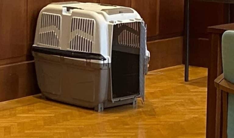 Μάνα-τέρας κρατούσε κλειδωμένο τον 12χρονο γιο της σε κλουβί σκύλου