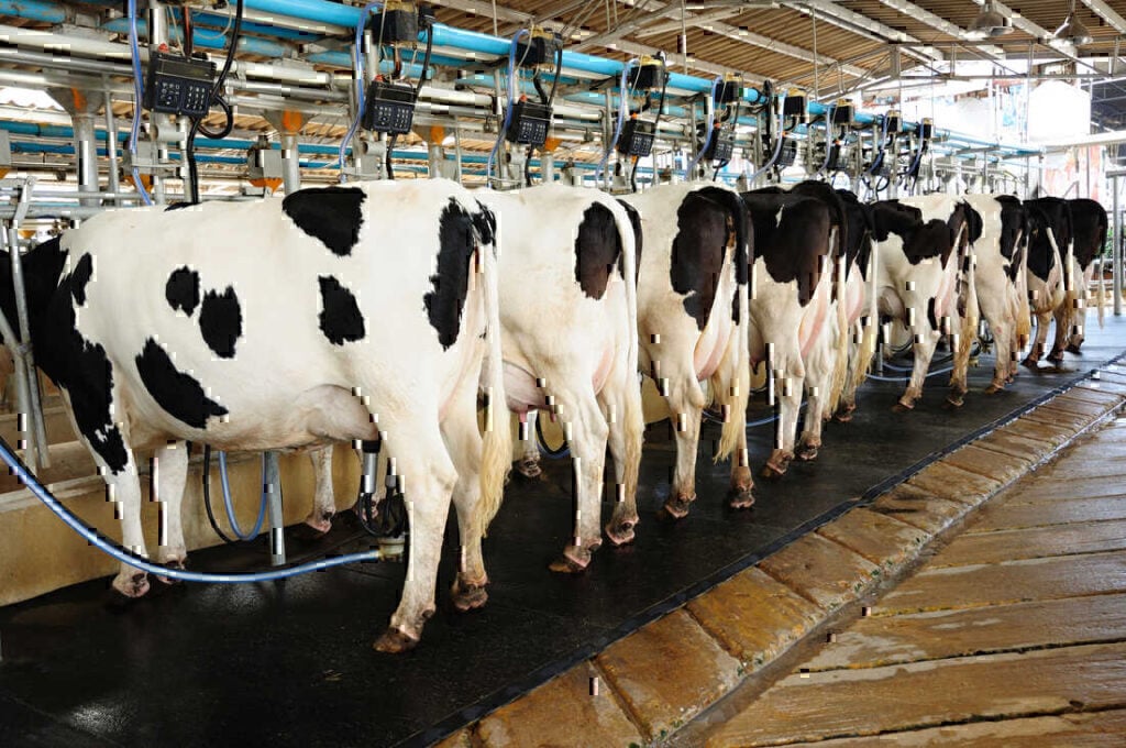 Συναγερμός για την γρίπη των πτηνών – Φόβοι πως θα μολύνει τα γαλακτοκομικά