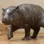 Γεννήθηκε σπάνιος πυγμαίος ιπποπόταμος στο Αττικό Ζωολογικό Πάρκο [Βίντεο]