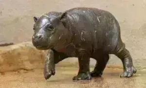 Αττικό Ζωολογικό Πάρκο