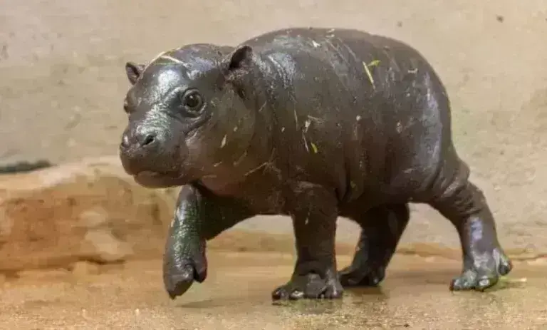 Αττικό Ζωολογικό Πάρκο