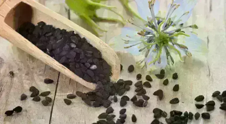 κύμινο φυτό