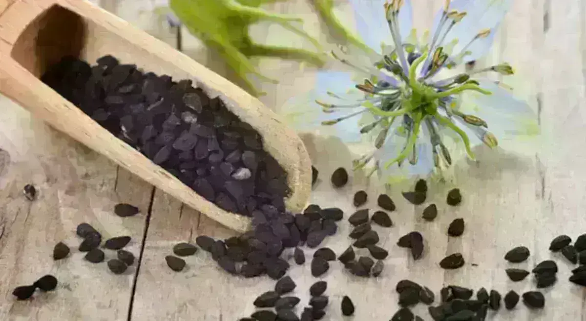 κύμινο φυτό