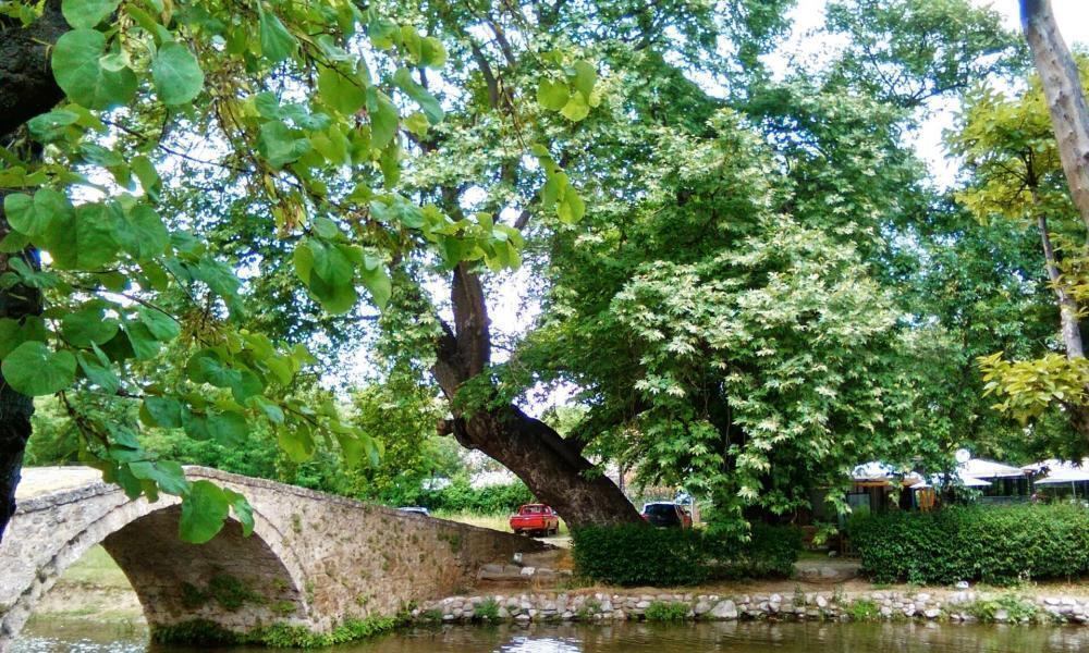 πλατανοδάση