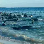 Αυστραλία: Δεκάδες φάλαινες-πιλότοι εξόκειλαν σε ακτές- Φόβοι για ευθανασία σε πολλές από αυτές