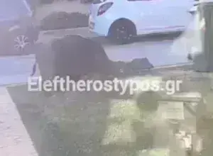 αγριογούρουνα