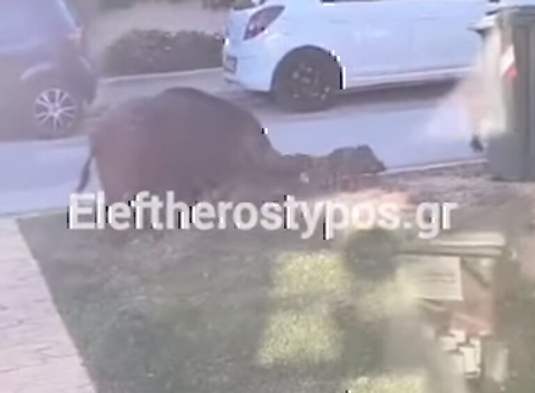 Αγέλη από αγριογούρουνα στους Θρακομακεδόνες – Αγανακτισμένοι οι κάτοικοι [βίντεο]