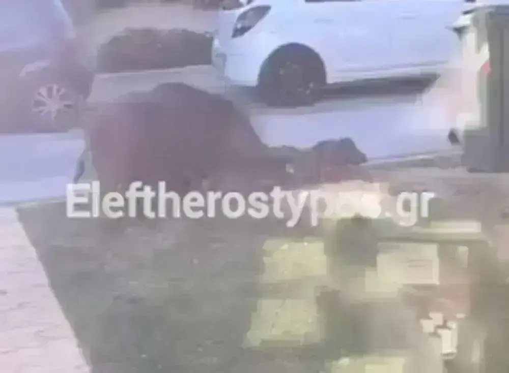 αγριογούρουνα