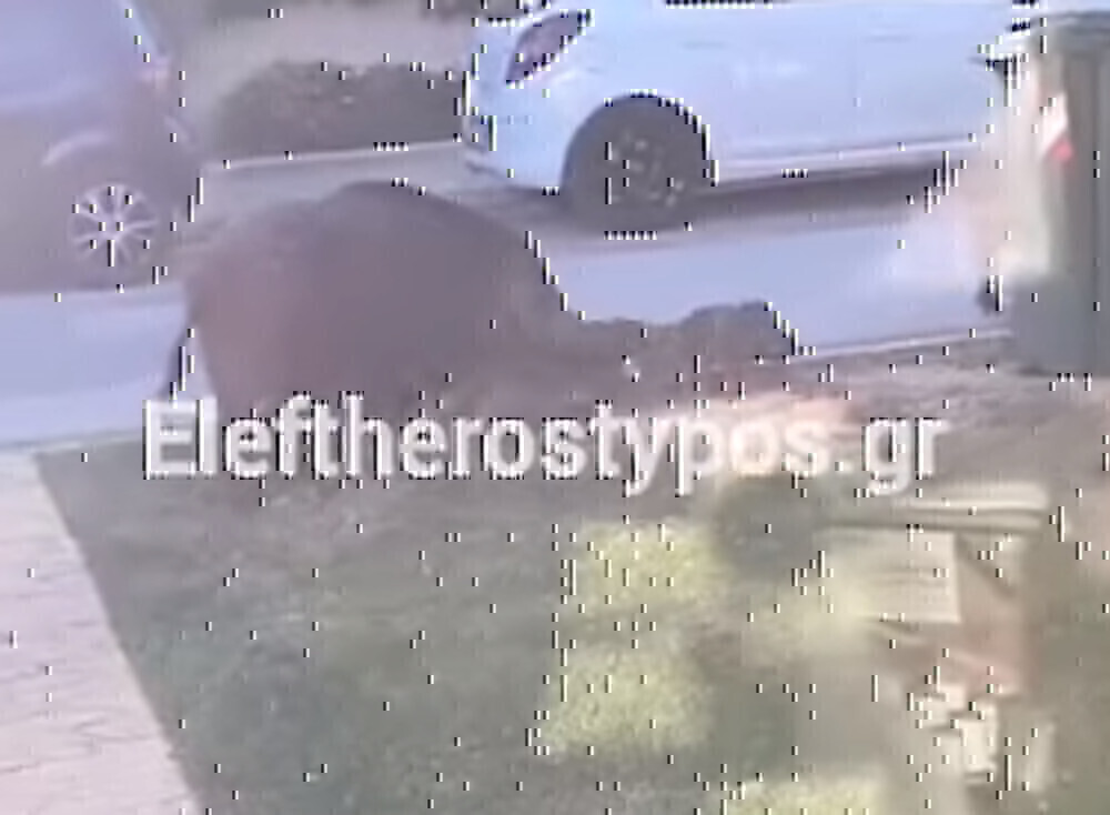 Αγέλη από αγριογούρουνα στους Θρακομακεδόνες – Αγανακτισμένοι οι κάτοικοι [βίντεο]