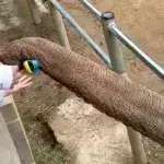 Αξιολάτρευτη στιγμή: Ελέφαντας δίνει το παπούτσι σε μικρό παιδί [βίντεο]