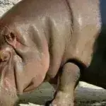 Ιαπωνία: Ο «αρσενικός» ιπποπόταμος στο ζωολογικό κήπο αποδείχθηκε θηλυκός μετά από 7 χρόνια [βίντεο]