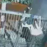 Πήγε να κλέψει και απλά… ξεγυμνώθηκε: Ταπεινώθηκε η κλέφτρα που έχασε το παντελόνι της [βίντεο]