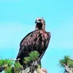 Έβρος: Επιστρέφουν τα αρπακτικά στο δάσος της Δαδιάς