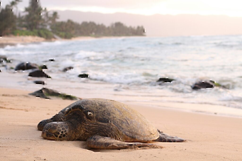 Χανιά: Σκότωσαν και διαμέλισαν χελώνα Caretta-caretta