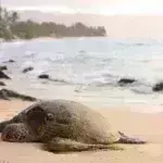 Υπό απειλή ένα στα πέντε είδη ζώων, φυτών και μυκήτων στην Ελλάδα