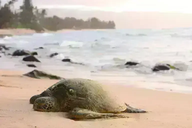 Υπό απειλή ένα στα πέντε είδη ζώων, φυτών και μυκήτων στην Ελλάδα