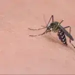 Ηλεία: Κρούσμα ιού του Δυτικού Νείλου -Σε σοβαρή κατάσταση ο ασθενής που τον τσίμπησε μολυσμένο κουνούπι