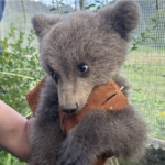 Κοζάνη: Ένα χαριτωμένο αρκουδάκι τριών μηνών βρέθηκε σε αυλή σπιτιού [βίντεο]