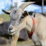 Λαμία: Μια γυναικά πέθανε μετά από χτύπημα από τράγο – Η σπάνια λοίμωξη