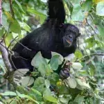 Απίστευτο: Οι χιμπατζήδες «αυτοθεραπεύονται» με θεραπευτικά φυτά