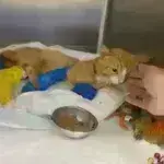 Θεσσαλονίκη: Προκαταρκτική ποινική έρευνα για τη θανάσιμη κακοποίηση γάτας στον Λαγκαδά