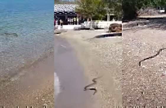 Σοκ: Έκαναν μπάνιο στη θάλασσα και μαζί τους κολύμπαγε και ένα… φίδι [βίντεο]