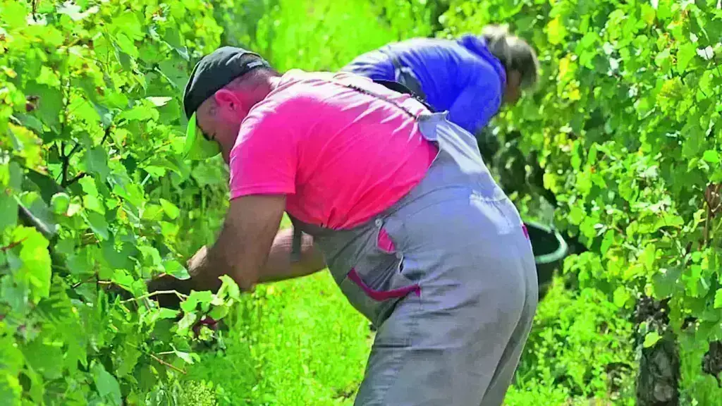 Φράουλες και… αίμα στη Σουηδία